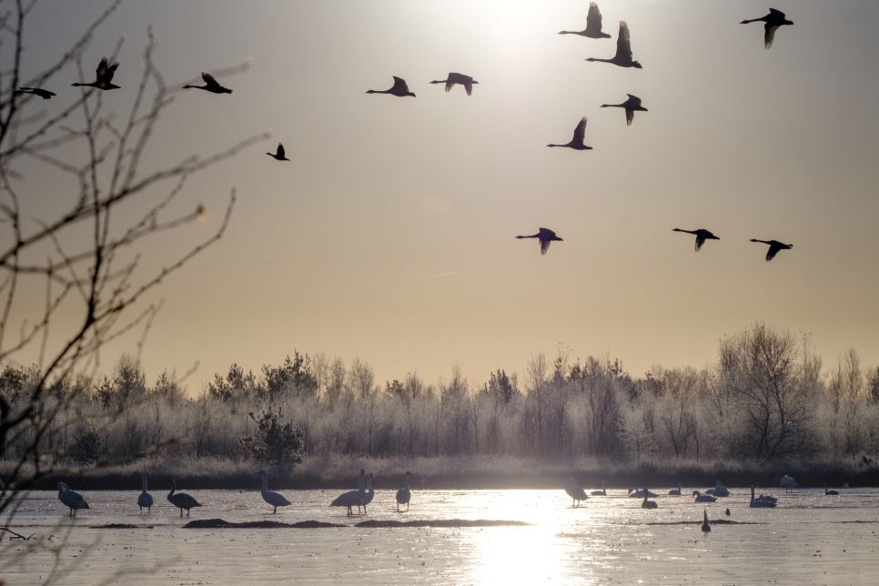 Snow brings Bewick’s swanfall to Slimbridge 